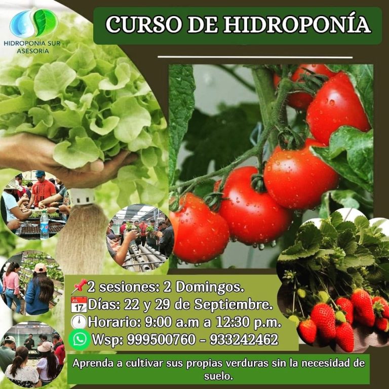 Curso práctico de Hidroponía en Arequipa este domingo 29: ¡Aprovecha esta oportunidad!